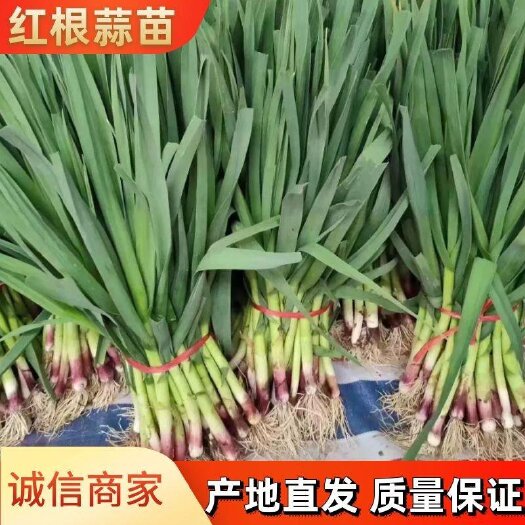 金乡县红根蒜苗！欢迎来电咨询！我们真诚的态度用十分的热情欢迎您