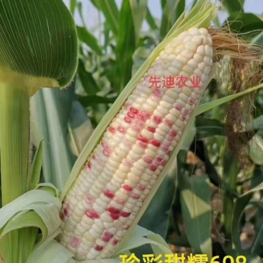 天津天贵糯932玉米种子 适合播种的时间范围广，皮色绿，外形好，米粒亮，口感甜糯高产量