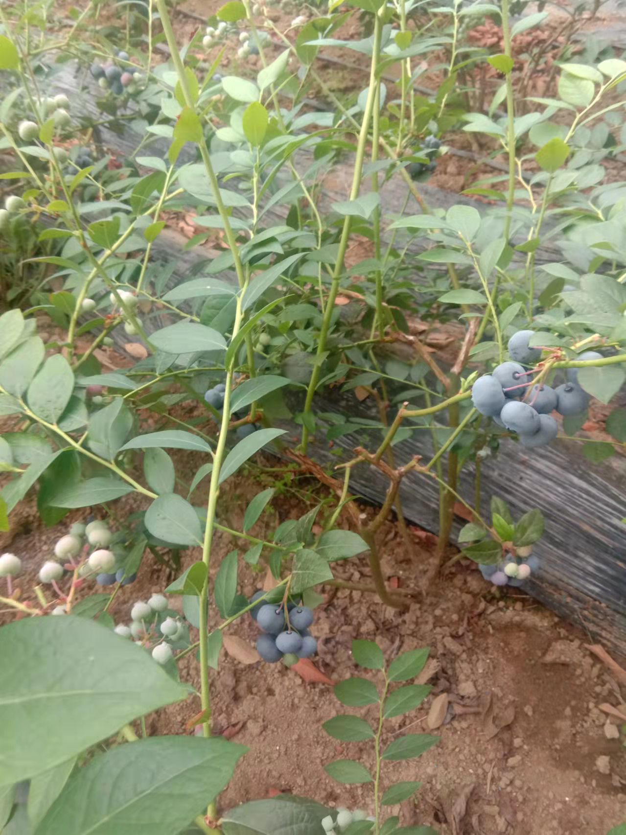 蓝丰蓝莓   来克西蓝莓  艾克塔蓝莓，大果，口感甜，微酸