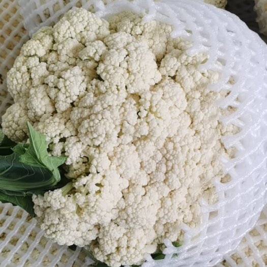 定西松花菜上市，质量很好，欢迎各位老板联系
