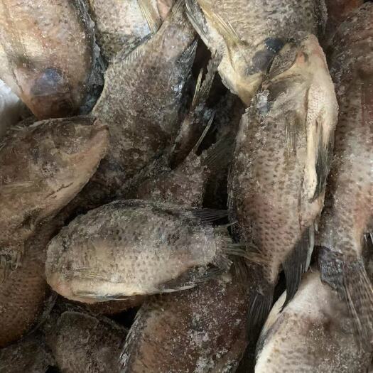 湛江淡水罗非鱼  罗非鱼