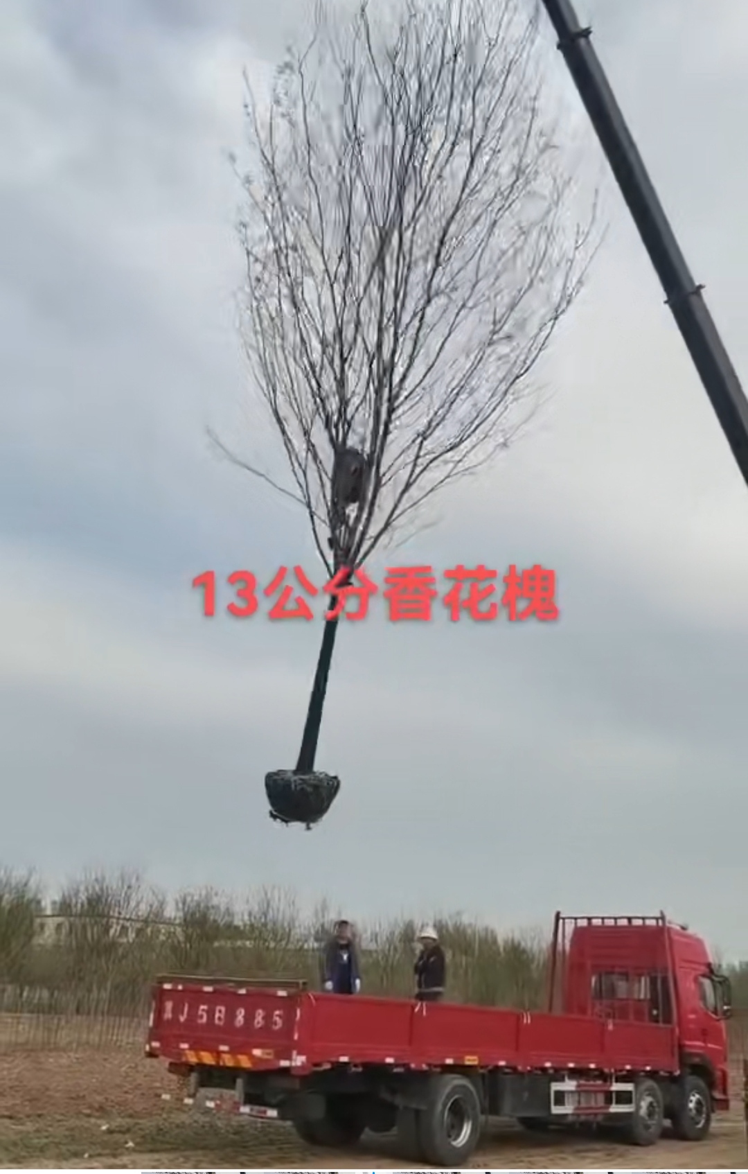香花槐10～12公分有货，10公分180，12公分350