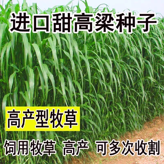 北京甜高粱种子牧用甜高粱种子养羊牧草种子养牛牧草种子