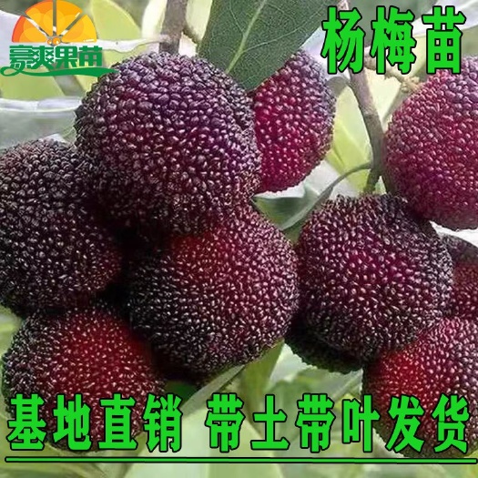 灵山县东魁杨梅树苗 杨梅苗嫁接苗东魁杨梅苗正宗杨梅树苗特大早熟南北