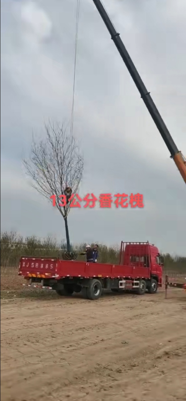香花槐10～12公分有货，10公分180，12公分350