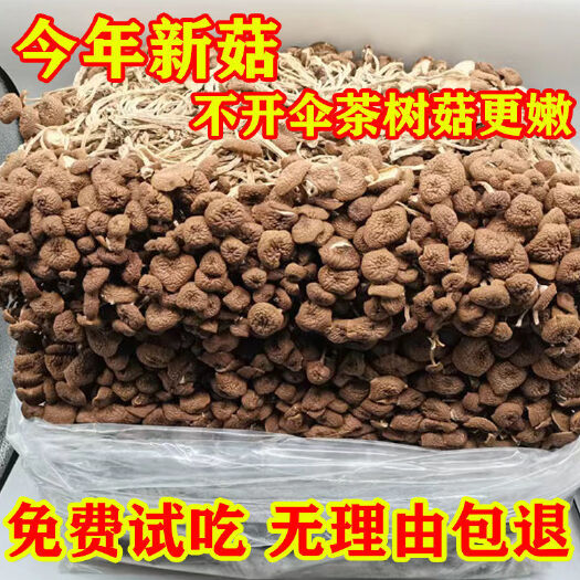 古田县福建古田农家特产干货新鲜古田茶树菇 新货茶树菇毛重