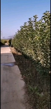 围场县鸡心果树 海棠，鸡心果，123，K9，龙丰，等各种规格树苗