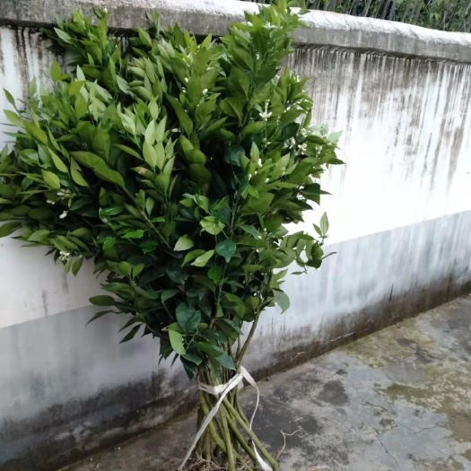 安远县赣南脐橙苗    纽荷尔脐橙苗