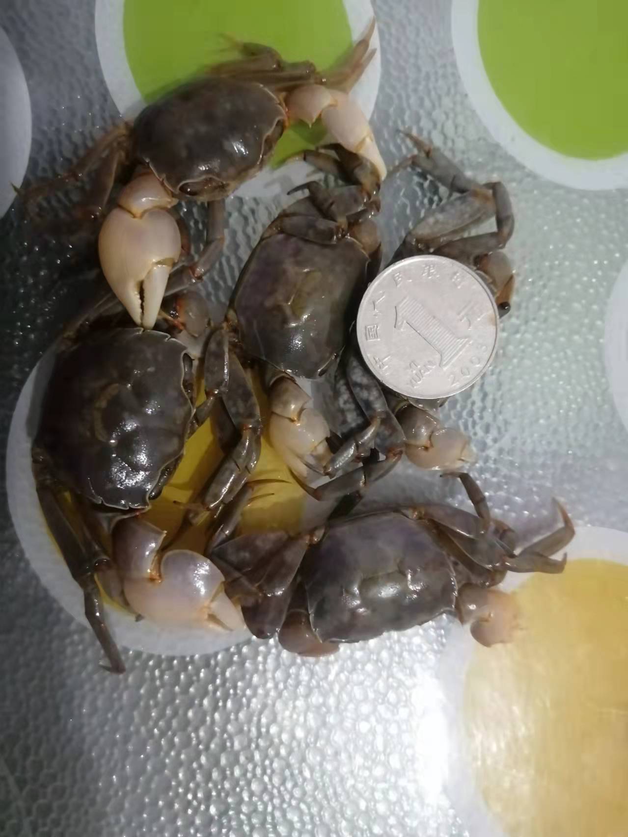 白玉蟹，嘟噜子，招财蟹，螃蜞
