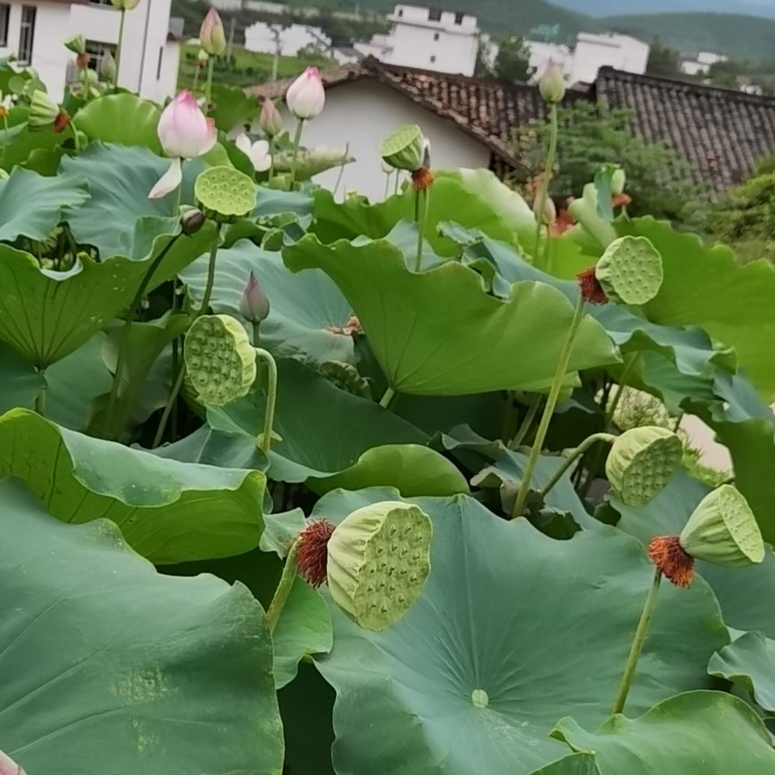 太空莲36号藕种 纯红花太空36号专产莲子莲蓬莲苗