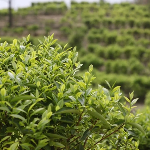德庆县广东德庆大山产地高山云雾茶单丛茶乌龙茶直供电商走货