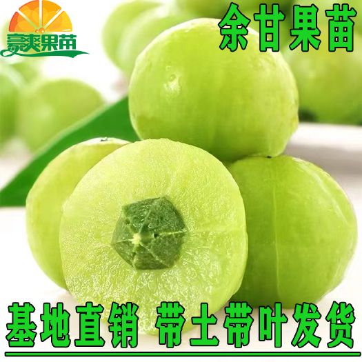 灵山县余甘果苗 油甘子苗 牛甘子果树苗大果油甘果树苗地栽盆当年结