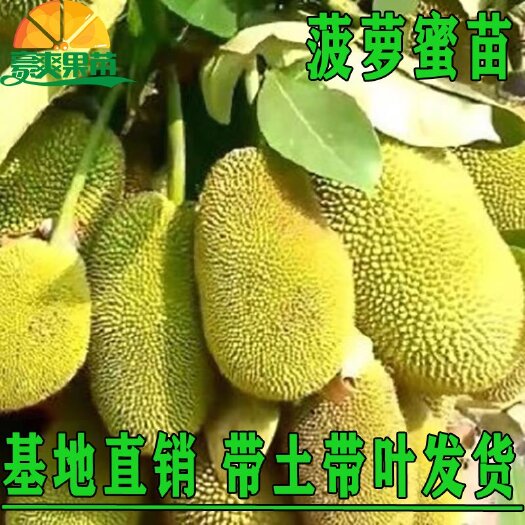 灵山县红肉菠萝蜜苗   菠萝蜜苗树苗四季当年结果木菠萝嫁接苗马来黄