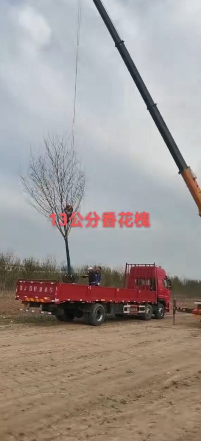 香花槐10～12公分有货，10公分180，12公分350