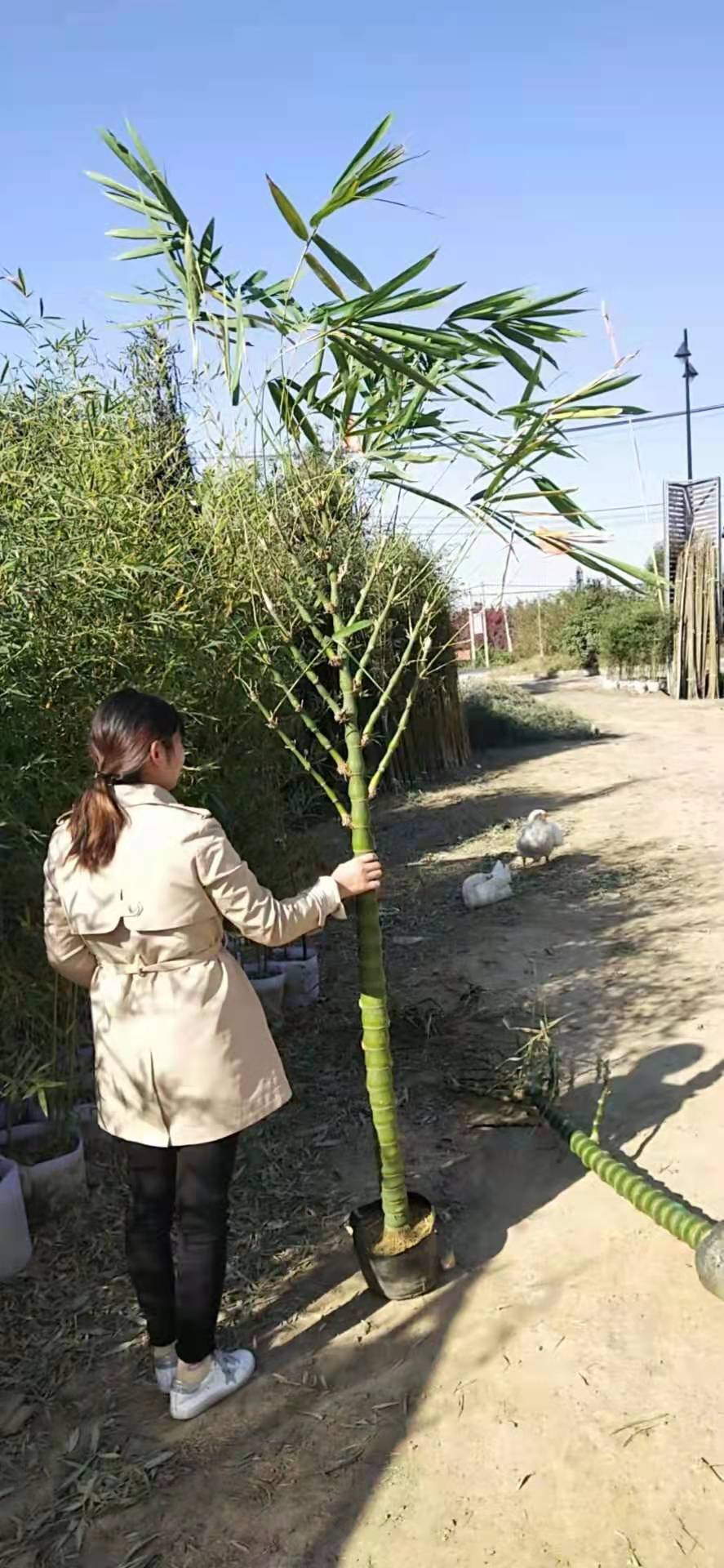 佛肚竹 大肚竹 密节竹