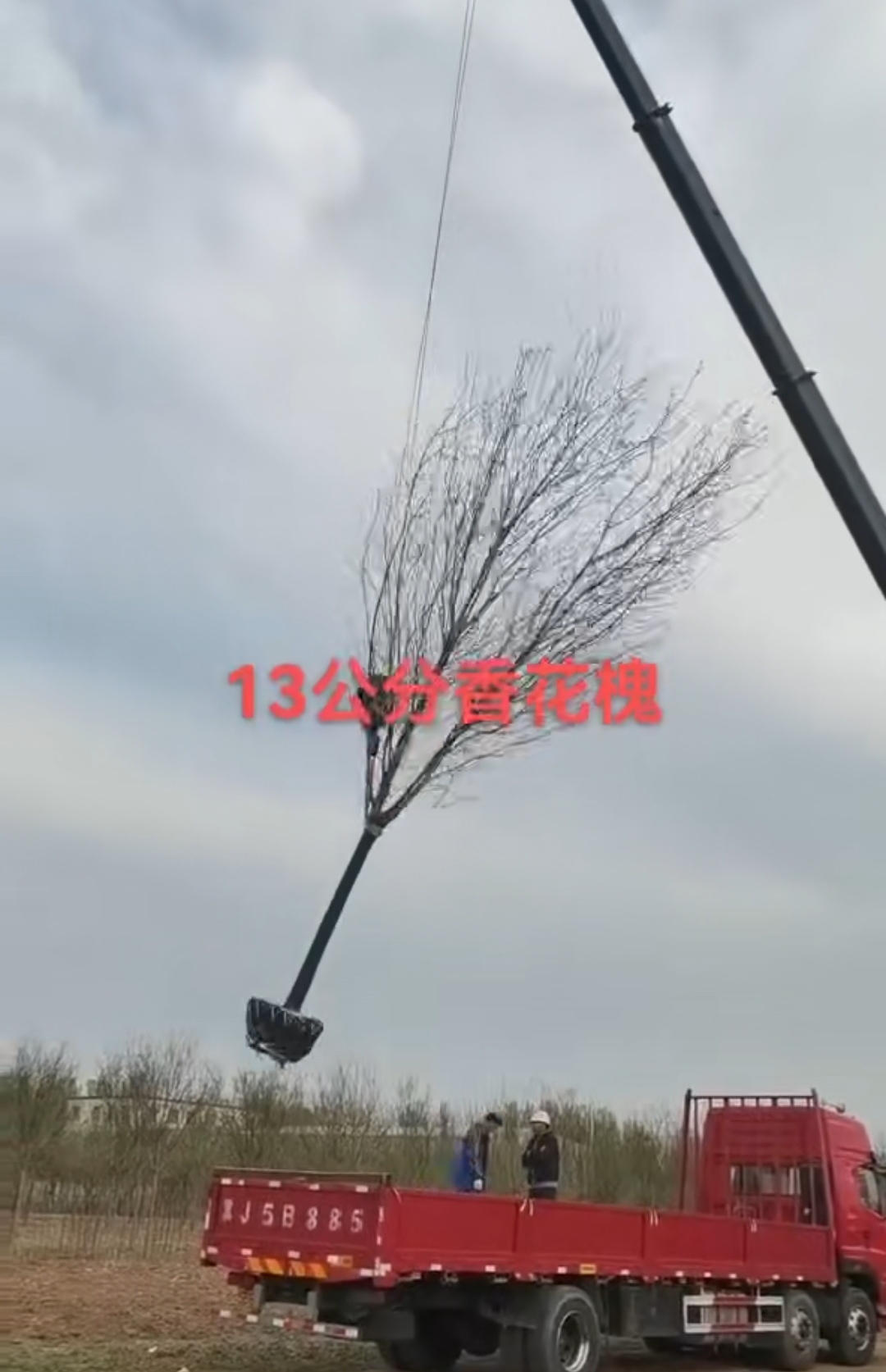 香花槐10～12公分有货，10公分180，12公分350