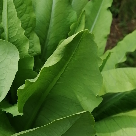 南充青油麦 油麦菜