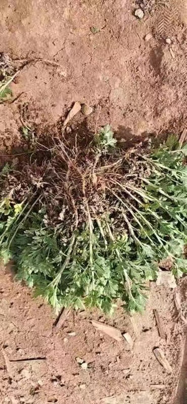 亳州金丝皇菊花苗 各种菊花苗