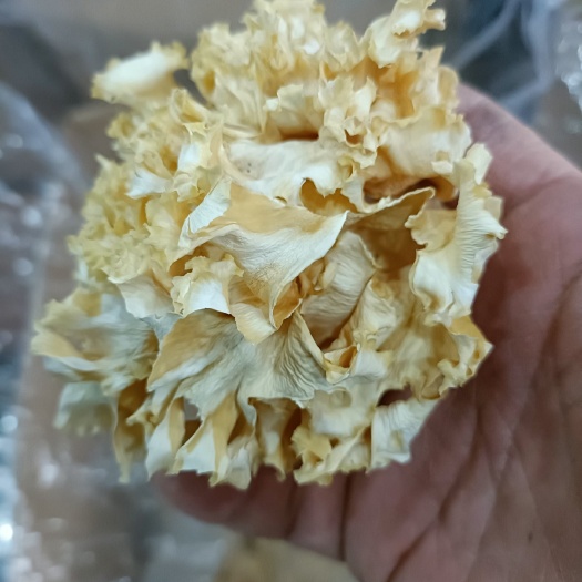 古田县绣球菌绣球菇食用菌干货煲汤食材批发