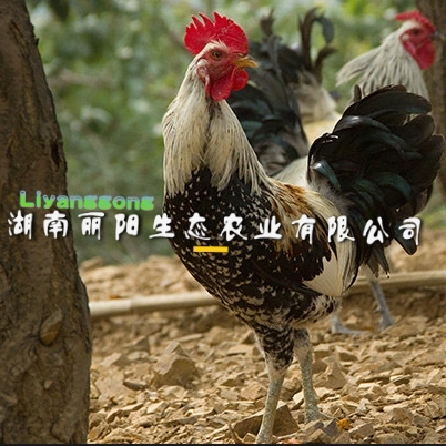 衡阳鹊山鸡苗小种珍禽类鸡苗另有土鸡苗五黑鸡苗三黄鸡苗鸭苗