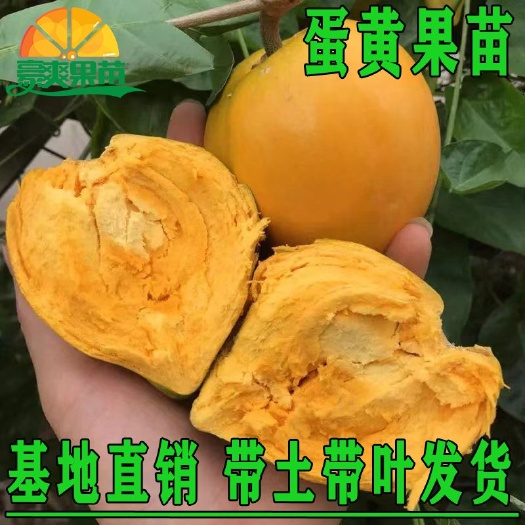 灵山县广西正宗蛋黄果苗基地直发南方庭院盆栽地栽种植耀堂仙桃苗带