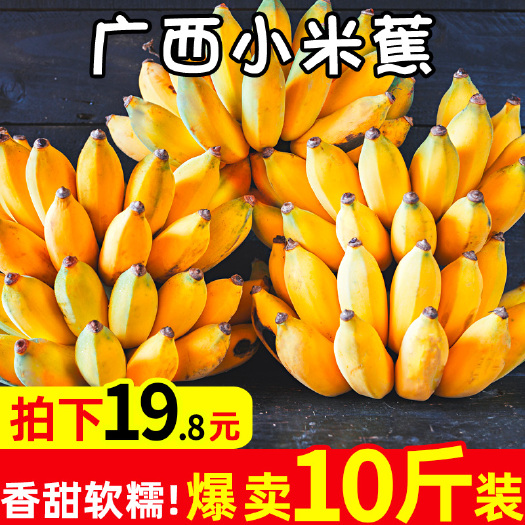 广西新鲜小米蕉香蕉水果现摘现发整箱批发3/5/9斤一件代发