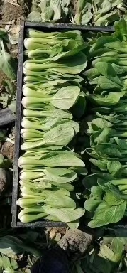 太和县 毛白菜