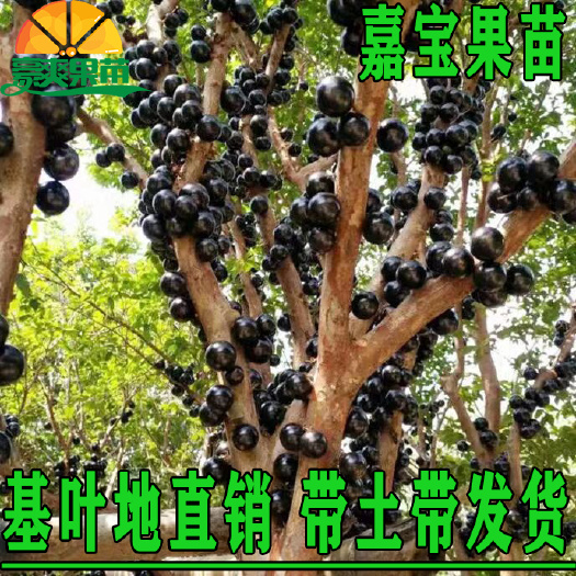 灵山县嘉宝果苗  嘉宝果树苗树葡萄苗正宗树葡萄四季早生嘉宝果南北方