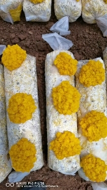 昆明金耳菌棒生产基地