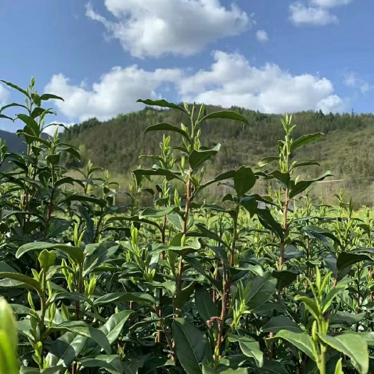 巨鹿县毛峰茶 2022新茶明前特级浓香型散装绿茶茶叶毛尖春茶，农家自产自销