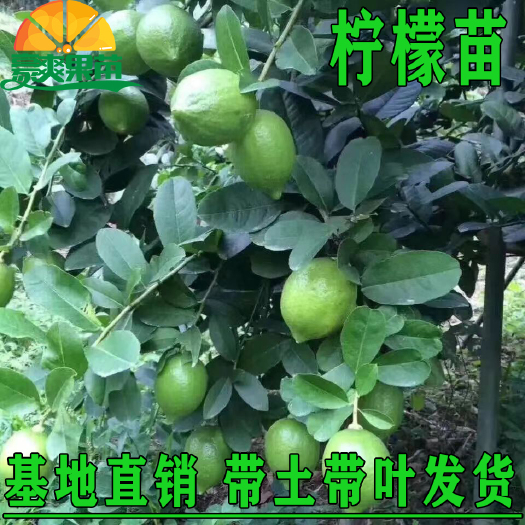灵山县香水柠檬苗 柠檬苗四季南北方种植柠檬树果树苗盆地栽香水柠檬果
