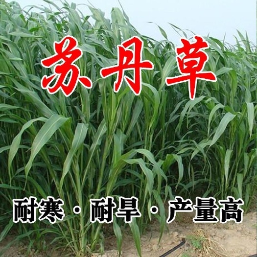 郓城县苏丹草种子苏丹草养鱼牧草种子养鱼草