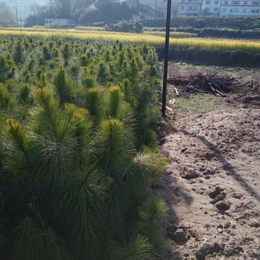 罗田县湿地松树苗 2年生