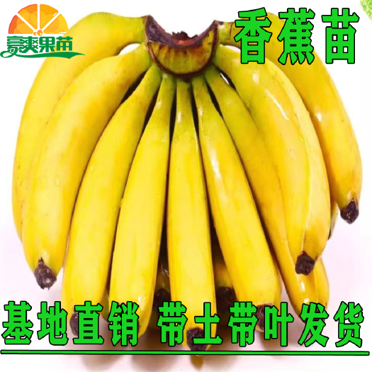 灵山县矮蕉苗  苹果蕉苗香蕉苗树苗粉蕉苗中蕉九号苗皇帝蕉苗南方庭院