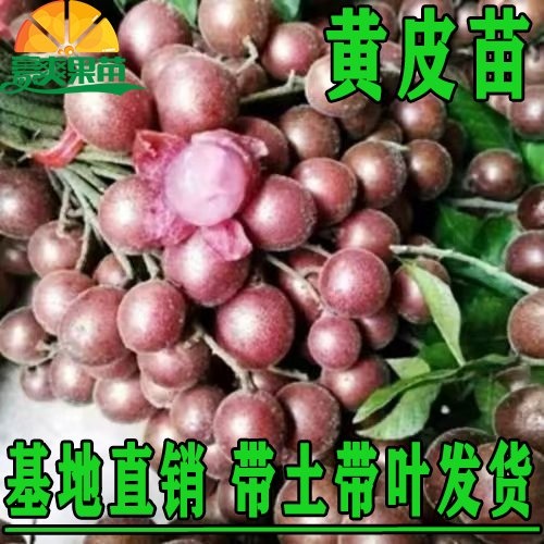 灵山县黑黄皮果苗 黄皮果苗紫肉黑黄皮嫁接苗鸡心无核水果树苗盆栽花卉