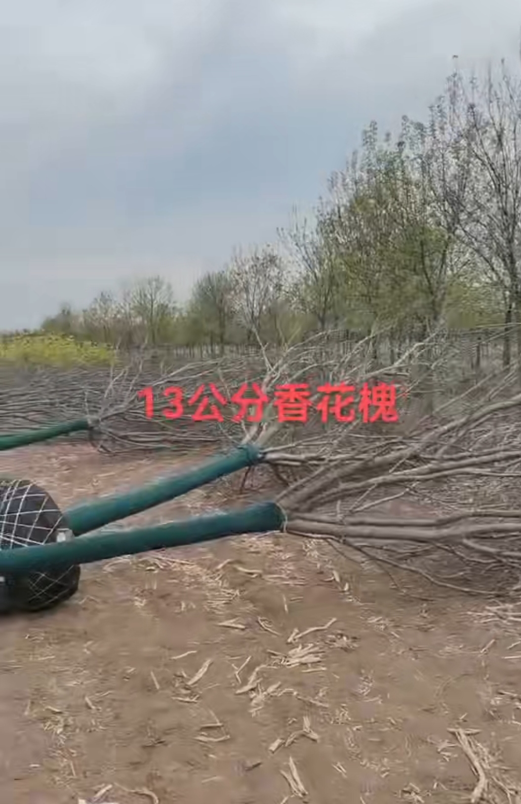 香花槐10～12公分有货，10公分180，12公分350