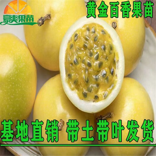 灵山县黄金百香果苗特大百香果苗当年结果鸡蛋果苗四季爬藤百香果树