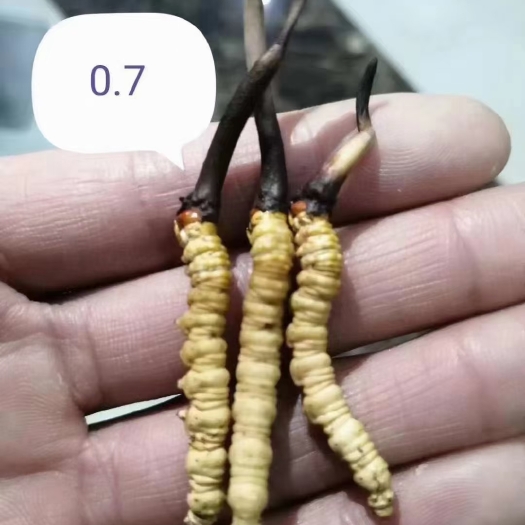 松潘县冬虫夏草 虫草大中小都有