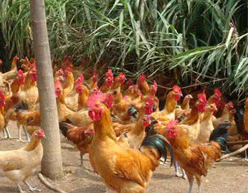 巴马瑶族自治县土鸡广西巴马小谷鸡林下放养生态养殖活鸡3斤左右七百弄鸡散养
