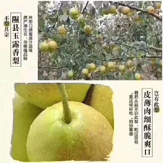 隰县 山西隰县玉露香梨