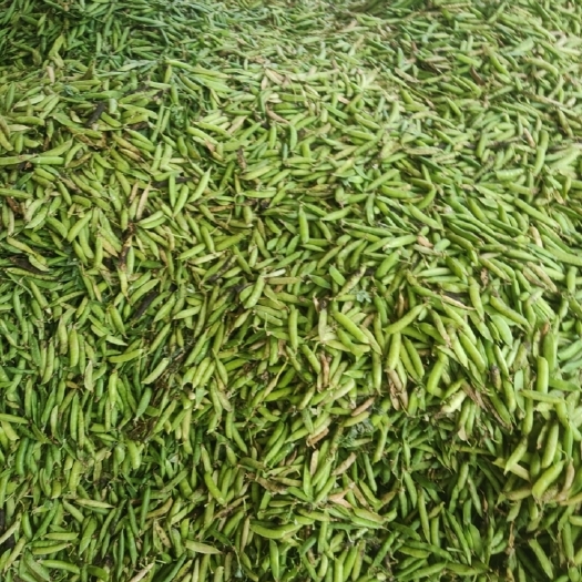 襄樊豌豆荚   湖北襄阳青豌豆，大量上市中，商超。