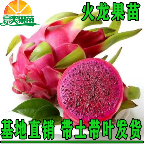 灵山县燕窝火龙果苗 火龙果苗果园盆栽火龙果树苗红心红肉火龙果苗带根
