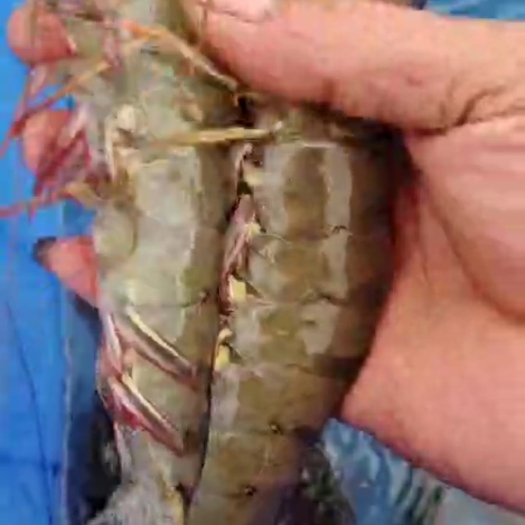 钦州厂区价直供苗墨西哥湾高抗白对虾苗快大白对虾苗斑节对虾苗