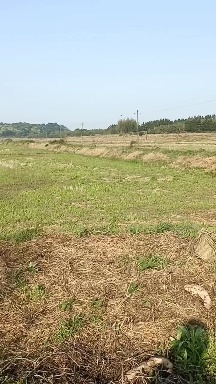 丰城市水产养殖用地 养虾塘