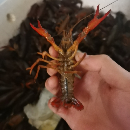 瑞安市 小龙虾