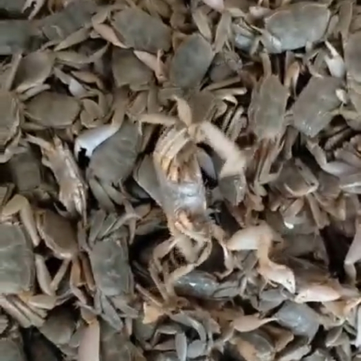 东营沙蟹，又名海大夫，肥美鲜活，营养美味，保质保量发货