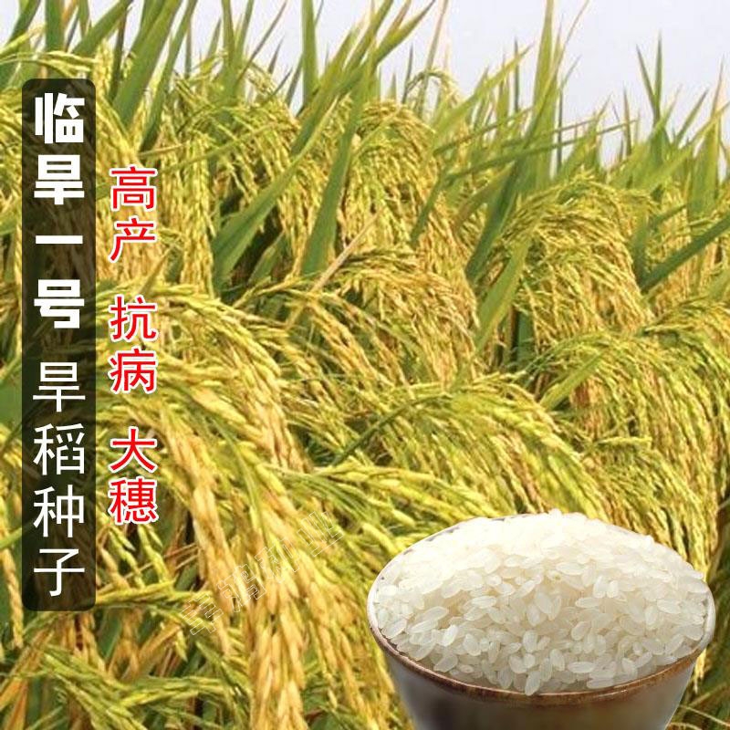 杂交稻 水稻种子一级食味猫牙浓香早稻晚稻中稻杂交种