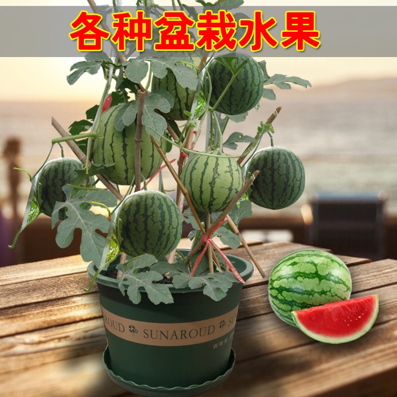 广州西农西瓜 盆栽小西瓜种籽8424拇指西瓜麒麟阳台水果种孑高产四季播番茄