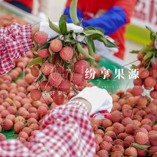 惠州【桂味荔枝】供应零售、批发、一件代发服务