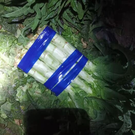 通许县开封通许县，红叶莴笋，量大品质好欢迎各位老板实地考察订货